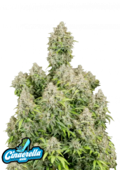 Fast Buds Esrar Tohumları Cinderella Auto