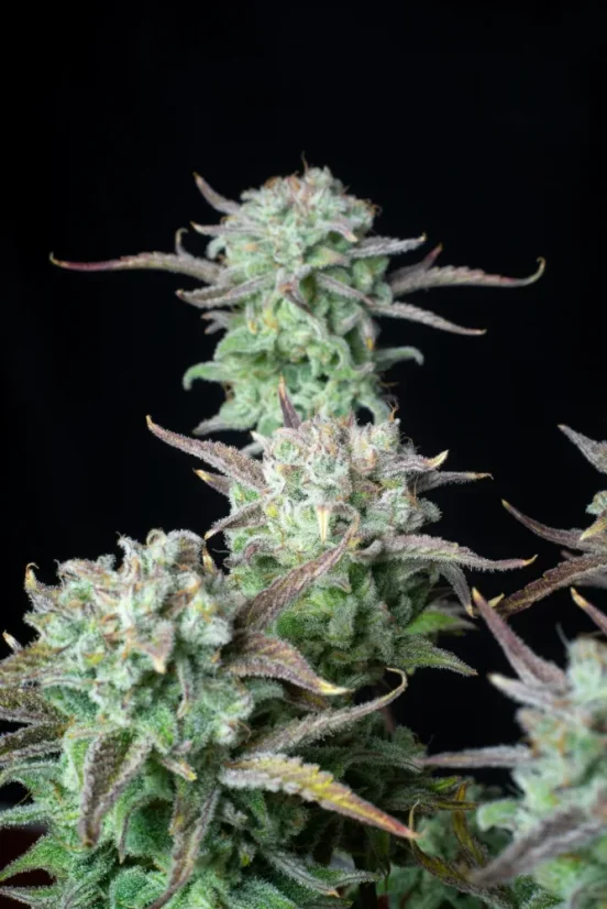 Fast Buds Seminte de Canabis Strawberry Banana Auto