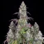 Semillas de Marihuana Fast Buds Lemon Pie Auto