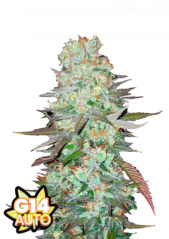 Semillas de Marihuana Fast Buds G14 Auto