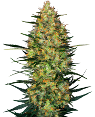 Sensi Seeds Semillas de cannabis Caramellow Kush Automática Feminizada, 3-10 uds