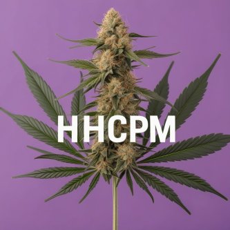 Tanaman ganja dengan latar belakang ungu, teks: HHCPM