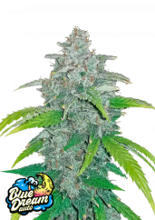 Graines de cannabis Fast Buds Blue Dream Auto