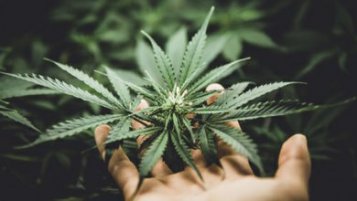 Growing cannabis takes time and a strong will