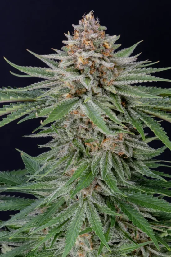 Fast Buds Wietzaden Aardbeientaart Auto