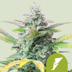 Royal Queen Seeds Семена канабиса Куицк Оне Ауто