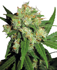 Sensi Seeds Ganja Sensi Skunk® Reguler, 10 pcs