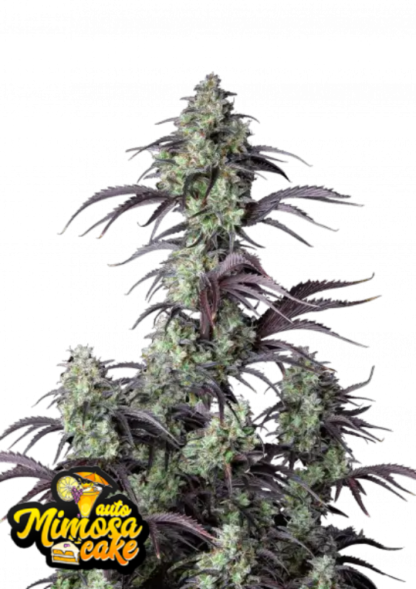 Semillas de Marihuana Fast Buds Mimosa Cake Auto