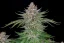 Fast Buds Wietzaden Aardbeientaart Auto