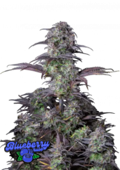 Fast Buds Hanfsamen Blueberry Auto