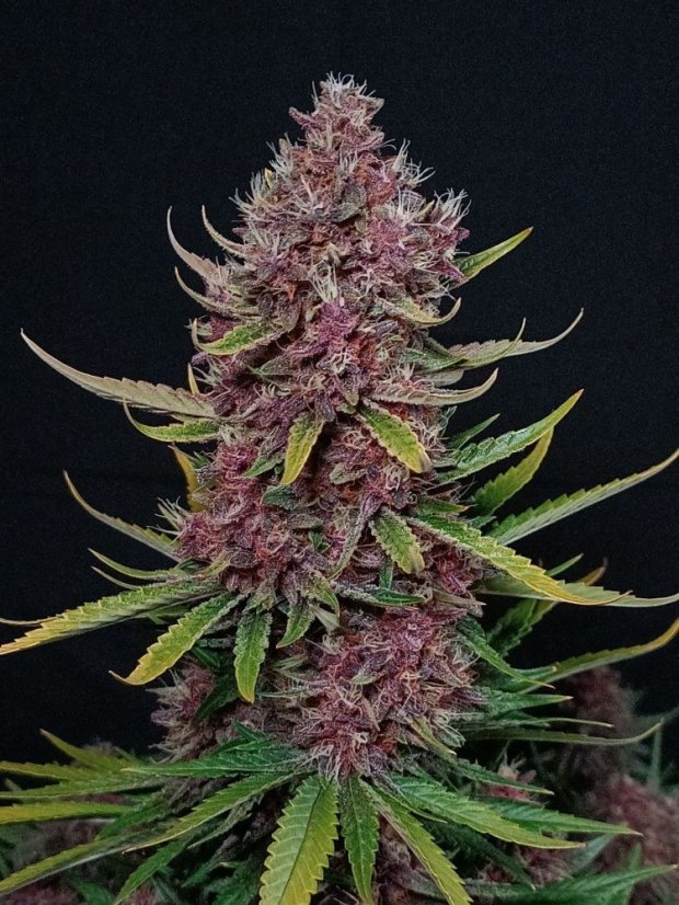 Semillas de Marihuana Fast Buds Ztrawberriez Auto