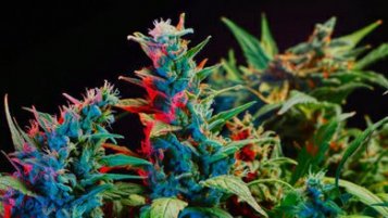 Use of raw CBD flowers - a beginner’s guide