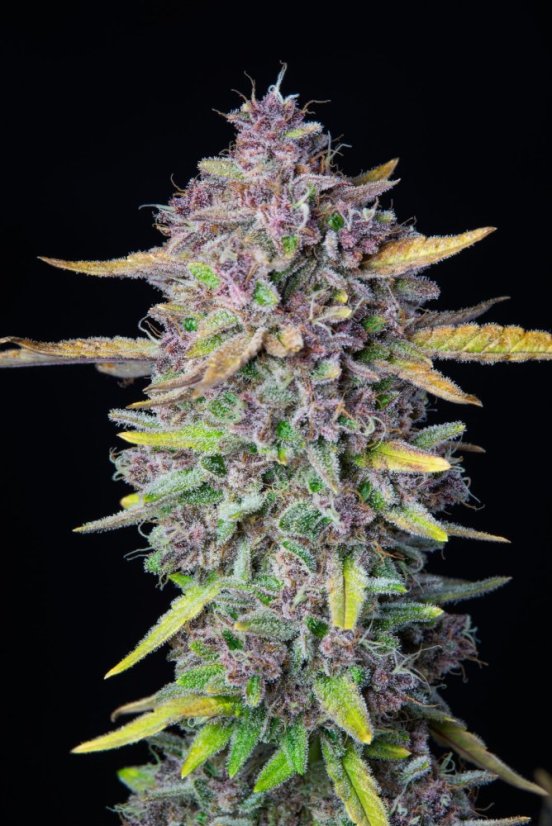 Fast Buds Żrieragħ tal-Kannabis Purple Punch Auto