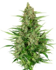 Sensi Seeds Semillas de cannabis Double Kush Cake Automática Feminizada, 3-10 uds.