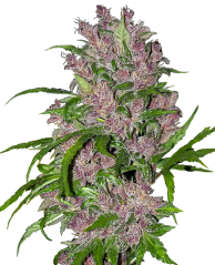 Sensi Seeds Semillas de cannabis Purple Bud Automatic Feminizadas de White Label, 3-10 uds.