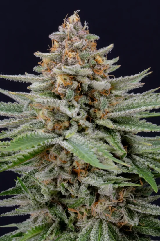 Fast Buds Cannabis Seeds Braškių pyragas Auto