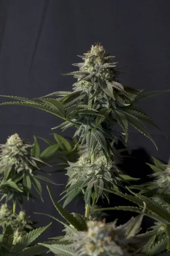 Fast Buds Cannabis Seeds Orange Sherbet FF