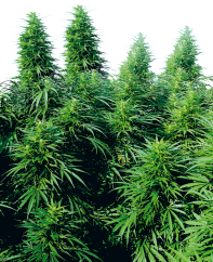 Sensi Seeds Cannabis Ruderalis Skunk® Biasa, 10 pcs