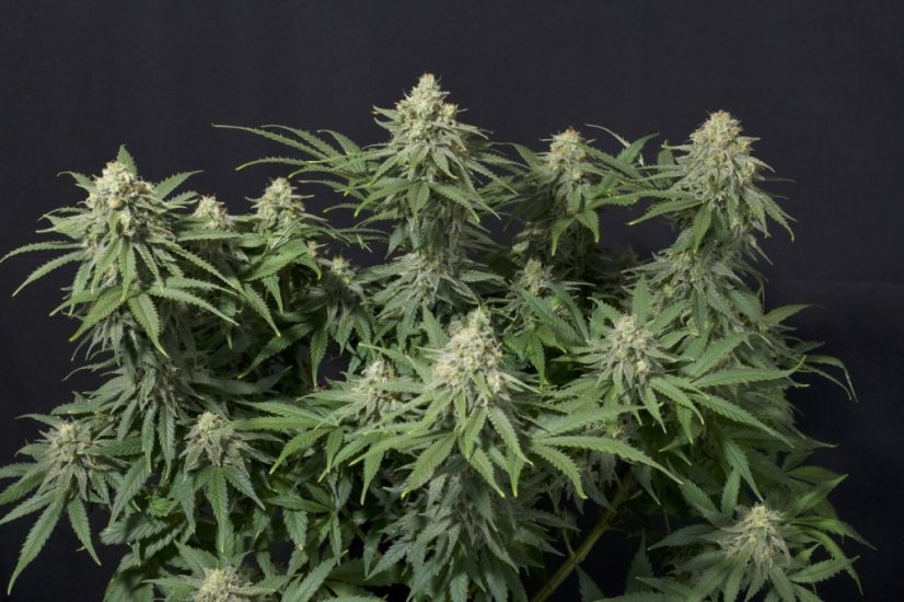 Fast Buds Cannabis Seeds Wedding Cheesecake FF