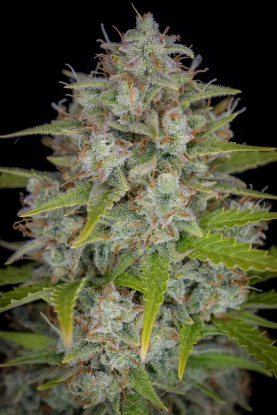 Fast Buds Seminte de canabis Orange Sherbet Auto