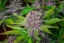 Fast Buds Cannabis Seeds Purple Punch Auto