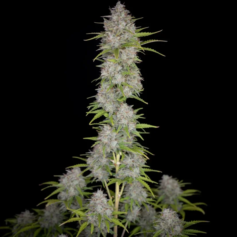 Fast Buds Seminte de canabis Orange Sherbet Auto