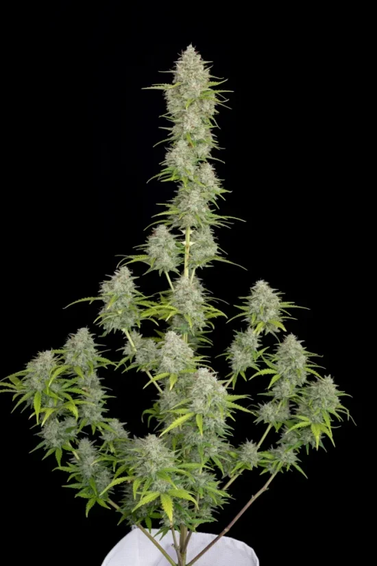 Fast Buds Seminte de canabis Orange Sherbet Auto