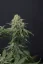 Fast Buds Cannabis Seeds Wedding Cheesecake FF