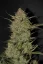 Fast Buds Cannabis Seeds OG Kush Auto