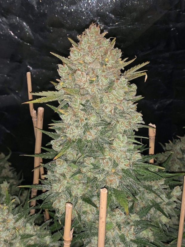 Semillas de Marihuana Fast Buds OG Kush Auto