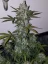 Fast Buds Semi di cannabis Girl Scout Cookies Auto