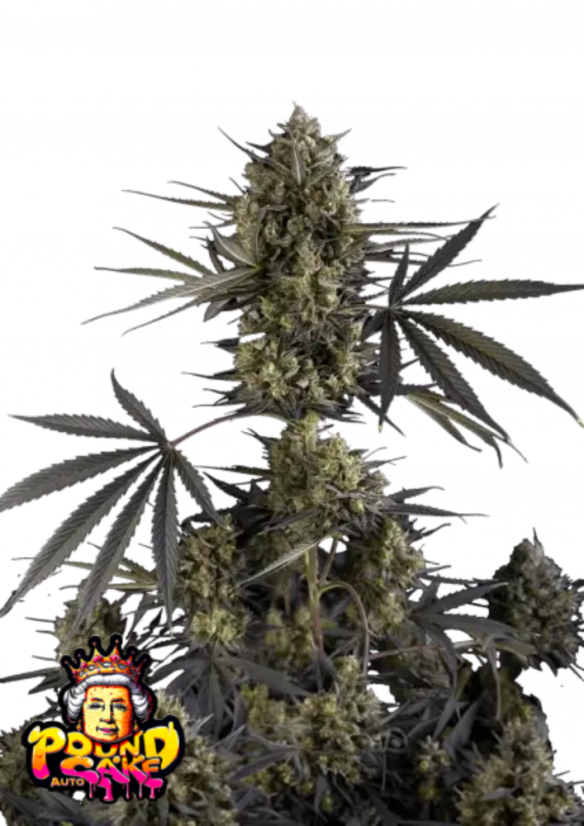 Semillas de marihuana Fast Buds Pound Cake Auto