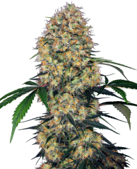 Sensi Seeds Semillas de cannabis Sensi Amnesia XXL Automática Feminizada, 3-10 uds