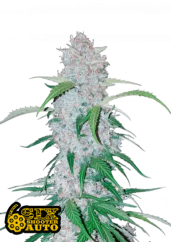 Semi di cannabis Fast Buds Six Shooter Auto