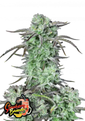 Semillas de Marihuana Fast Buds Strawberry Banana Auto