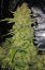 Semillas de Marihuana Fast Buds Papaya Cookies Auto