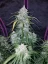 Semillas de Marihuana Fast Buds Pineapple Express Auto