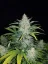 Semillas de Marihuana Fast Buds Rhino Ryder Auto