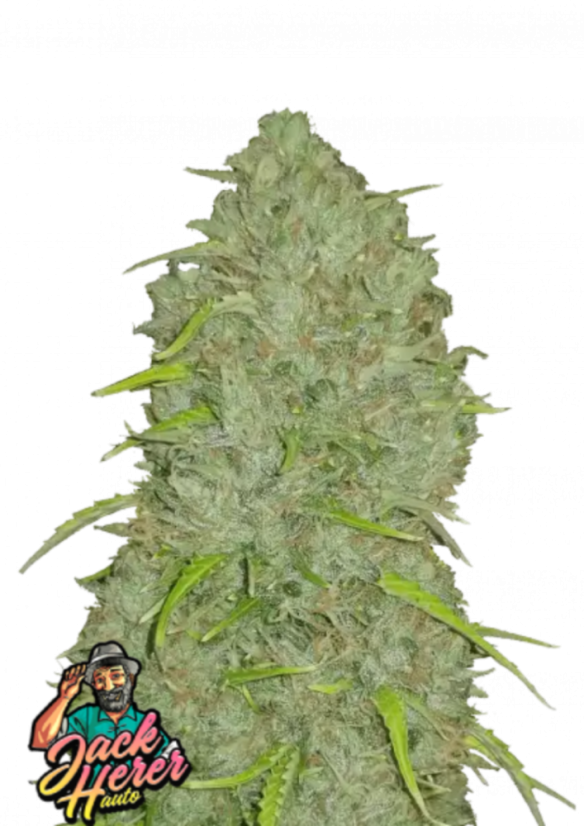 Fast Buds Cannabis Seeds Jack Herer Auto