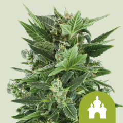 Royal Queen Seeds Semillas de Marihuana Royal Kush Auto