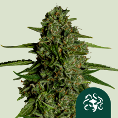 Royal Queen Seeds Semillas de Marihuana Medusa F1 Auto