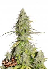 Fast Buds Cannabis Seeds Girl Scout Cookies Auto