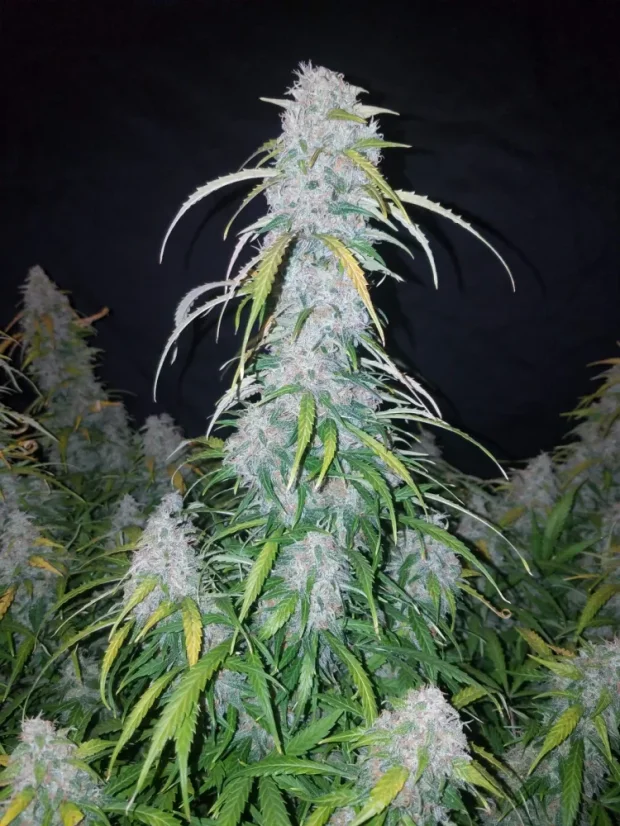 Semillas de Marihuana Fast Buds Six Shooter Auto