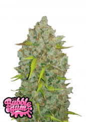 Fast Buds Biji Ganja BubbleGum Otomatis