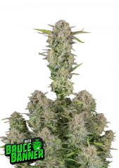 Semillas de Marihuana Fast Buds Bruce Banner Auto