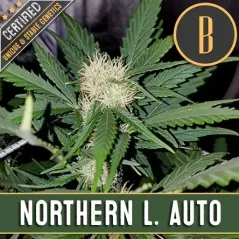 Blimburn Seeds Semillas de cannabis Northern Lights Auto