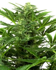 Sensi Seeds Semillas de cannabis Mandarin Punch Automatic Feminizadas, 3-10 uds