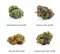 H4CBD Flowers sample set - White Widow 30% H4CBD, Blueberry 40% H4CBD, Alien OG 50% H4CBD, Durban Poison 60% H4CBD, 4 x 1 g