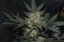 Fast Buds Cannabis Seeds Girl Scout Cookies Auto