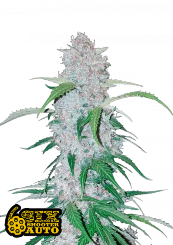 Semillas de Marihuana Fast Buds Six Shooter Auto